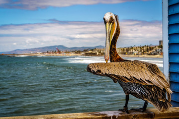 Pelican