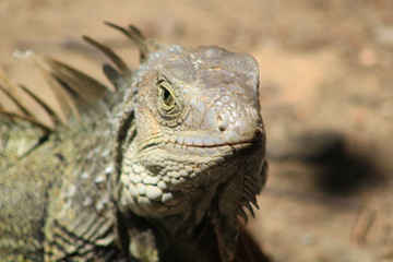 Cabeza de iguana