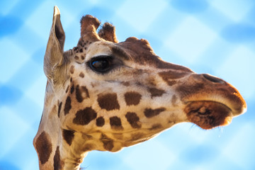 Portrait of giraffe in zoo