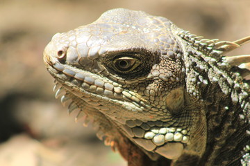 Cabeza de iguana