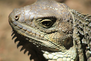 Cabeza de iguana