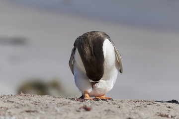 Naklejka premium Well mannered penguin bowing deeply at Falkland Islands