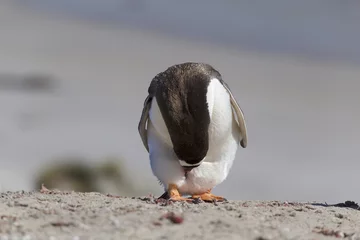 Crédence de cuisine en verre imprimé Pingouin Well mannered penguin bowing deeply at Falkland Islands