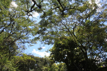 Bosque con firmamento azul