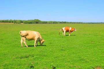 Obraz premium Cow preparing for pee 