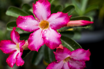 adenium obesum (rose of desert)