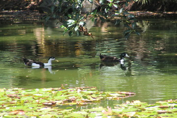 Lago con plantas de loto y patos