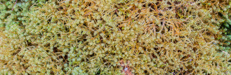 the texture of the moss