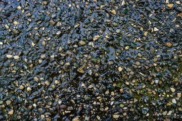 Colorful wet pebble of stone wall