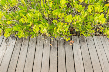 Mangrove forest and wooden walkway