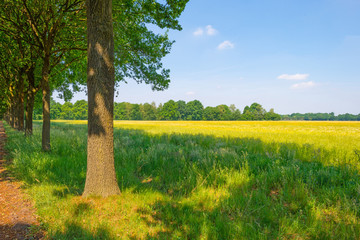 Wheat field in spring in sunlight