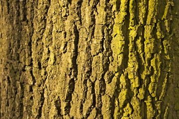 Tree bark background