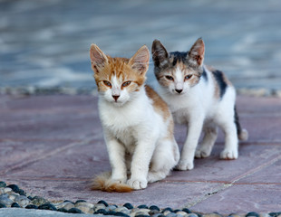 Greek kittens