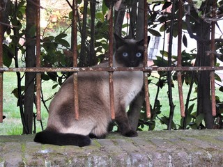 猫と見つめ合い
