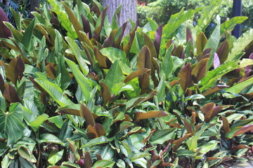 Jardín con hojas verdes