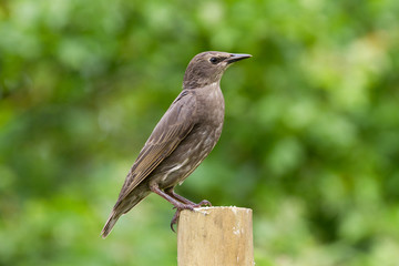 Juvenile Starling (Sturnus vulgaris) perched on post