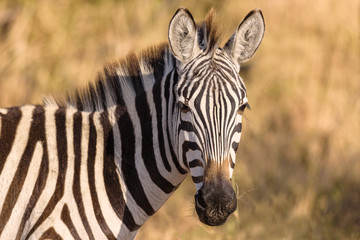 Fototapeta na wymiar Zebra in the Serengeti