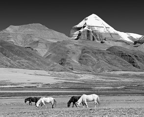 Black and white horses graze at the foot of mount Kailash. - 158174210