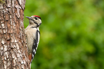 Greater Spotted Woodpecker (Dendrocopos Major) on Tree Trunk