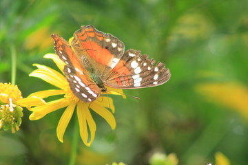 Fototapeta na wymiar Jardín con flores amarillas y mariposa