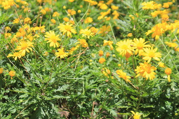 Jardín de flores amarillas