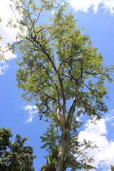 Obraz premium Bosque con firmamento azul