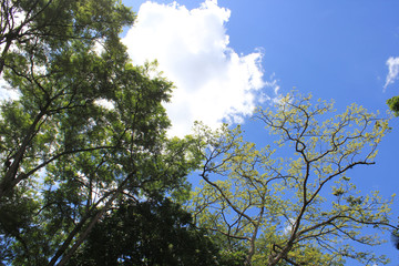 Obraz premium Bosque con firmamento azul