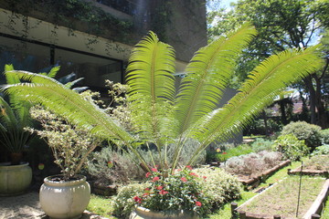 Jardín verde, helechos