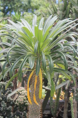Fototapeta premium Vegetación del desierto