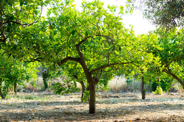 Citrus fruit rich in vitamin C – ripe yellow Sicilian lemons on lemon trees, ready to harvest