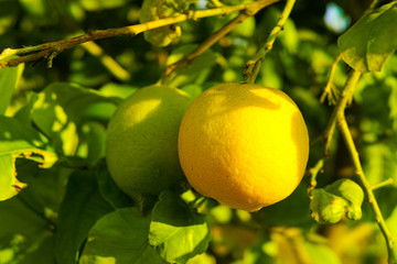 Citrus fruit rich in vitamin C &ndash; ripe yellow Sicilian lemons on lemon trees, ready to harvest