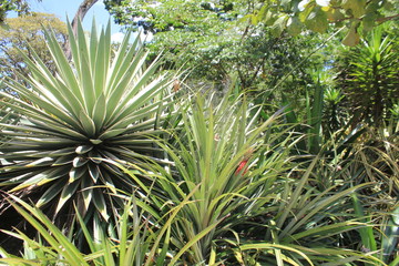 Naklejka na ściany i meble Jardín verde