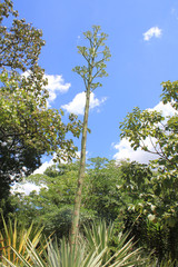 Bosque con firmamento azul