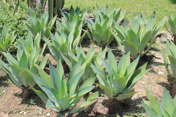 Obraz premium Jardín verde