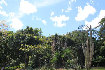 Vegetación del desierto, cactus