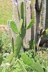 Vegetación del desierto, cactus