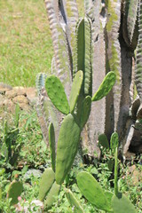 Vegetación del desierto, cactus