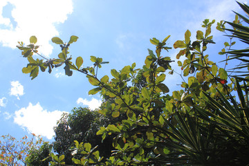 Bosque con firmamento azul