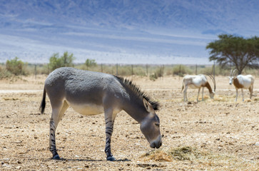 Somali wild donkey (Equus africanus). This species is extremely rare both in nature and in...