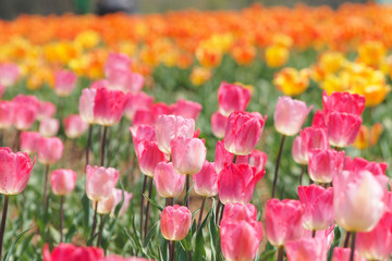 Closeup of pink tulips in the field