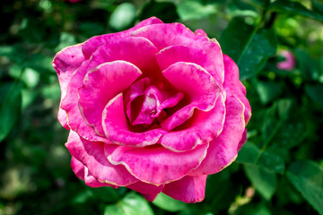 Rose flower in nature