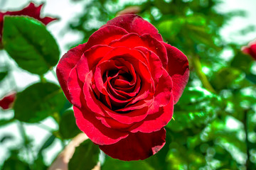 Rose flower in nature