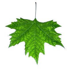 Leaf of maple on white - Ash sheet on white