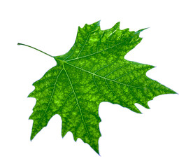 Leaf of maple on white - Ash sheet on white