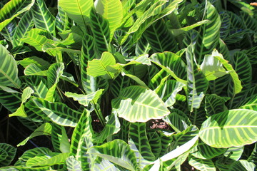 Jardín con hojas verdes