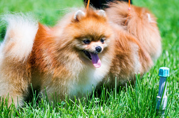 Spitz dog on green grass
