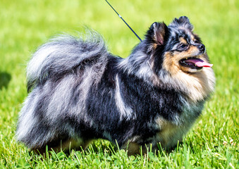 Spitz dog on green grass