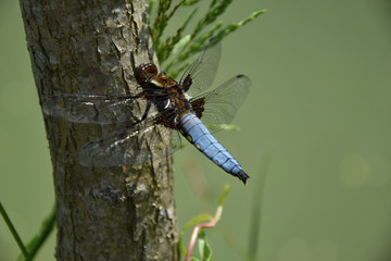 Blue Dragonfly on the tree trunk of a willow near the pond - Odonata.
