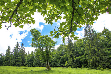 Schachten, alte Bergweiden im Bayerischen Wald