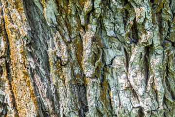 Tree bark as background